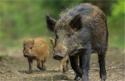 野猪养殖风险有哪些 养特种野猪的风险