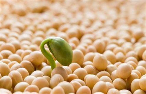 春大豆如何预防烂种 种植大豆怎样防治病虫害