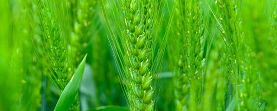 小麦种植过程记录（小麦种植过程记录怎么写）