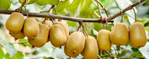 猕猴桃种植条件与气候 猕猴桃种植条件与气候温度
