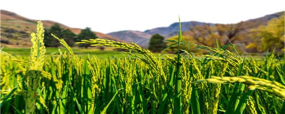 水稻的生长周期 杂交水稻和普通水稻的生长周期