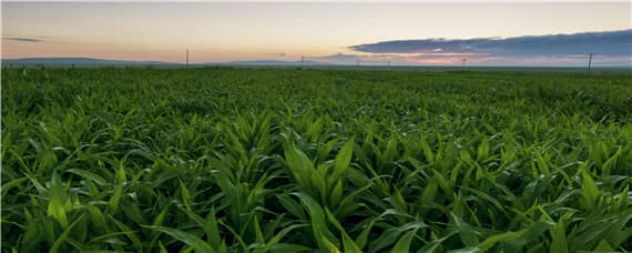 青贮玉米种植技术 青贮玉米种植技术与管理