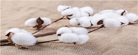 长绒棉生长的自然条件