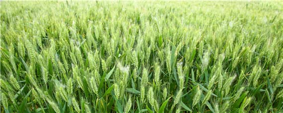 小麦灌浆期磷酸二氢钾的用量 小麦灌浆期磷酸二氢钾的用量为