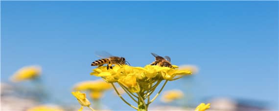 诱蜂水的配方与制作方法 用什么做诱蜂水