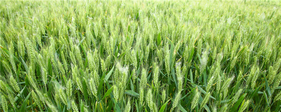 登海202小麦种品种介绍 登海202麦种简介