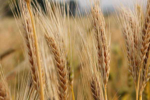 面粉是大麦还是小麦，是什么制作而成的