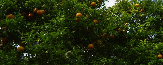 柑橘园杂草如何防控 柑橘园要不要除草