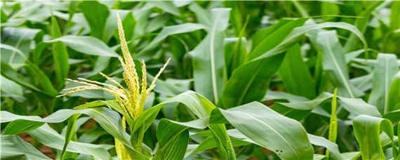 天气干旱可以播种玉米吗（天气干旱对玉米的影响）