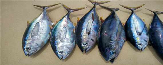 蓝鳍金枪鱼和黄鳍金枪鱼的区别 黄 蓝鳍金枪鱼区别