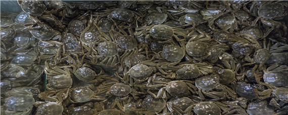 螃蟹养殖技术与管理（螃蟹养殖技术与管理2020）