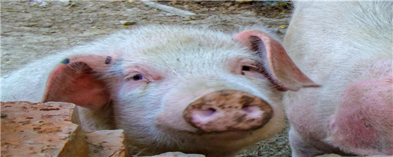 小型养猪场猪粪处理（规模养猪场粪污处理）