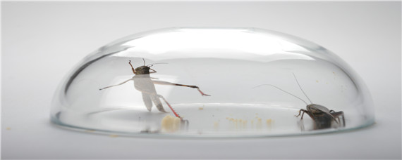 防治蟋蟀有什么特效药 消灭蟋蟀用什么药最好