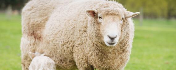 羊掉毛是什么原因引起的（羊掉毛啥原因）