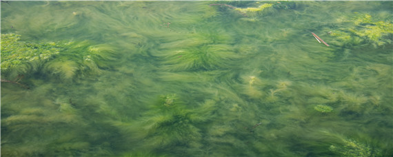 鱼塘蓝藻治理最有效的方法（鱼塘蓝藻治理最有效的方法换水）