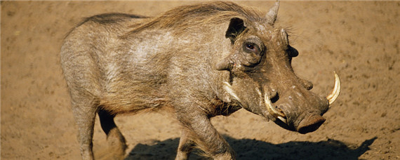 疣猪和野猪的区别 非洲有野猪吗,我只知道是疣猪