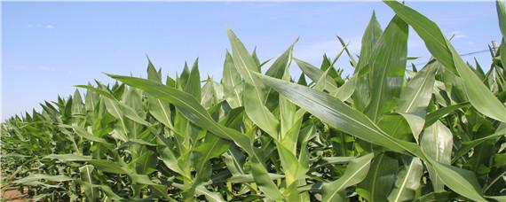 登海682玉米种的特性和产量（登海371玉米种的特性和产量）