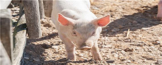 小猪教槽料吃多久为宜 小猪多少天吃饲料