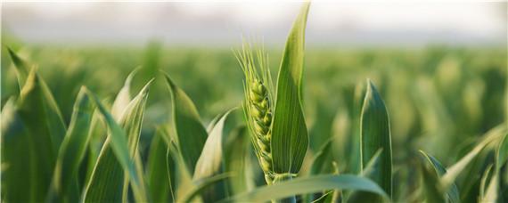 最适合种小麦的复合肥 最适合种小麦的复合肥含量