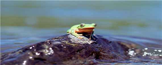 青蛙的体长是多少（青蛙的体型有多大）