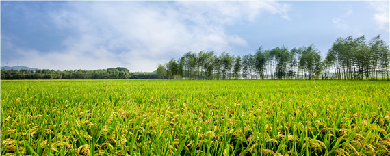 水稻生长发育八个时期 水稻幼穗发育八个时期