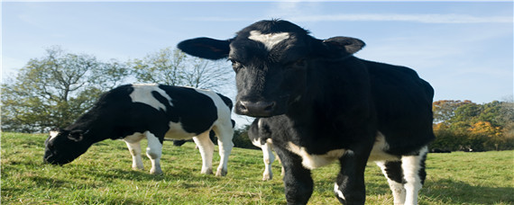 母牛的正确饲养方法（母牛的饲养管理技术）