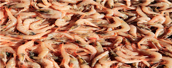 对虾工厂化养殖 对虾工厂化养殖的缺点