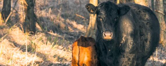 怀孕母牛饲料配方和喂养方法（怀孕母牛专用饲料 母牛饲料配方）