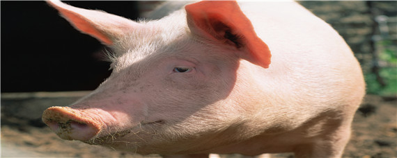猪用什么辨别味道 猪是用什么辨别味道的