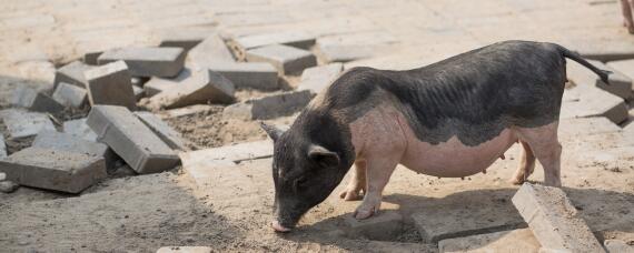 太湖母猪怎么辨别纯种 太湖母猪品种好吗