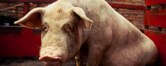 育肥猪能长期用金霉素吗 养猪用金霉素促生长