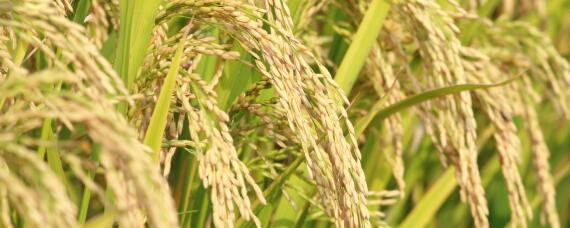 水稻抽穗期水层管理（水稻灌浆期水层管理）