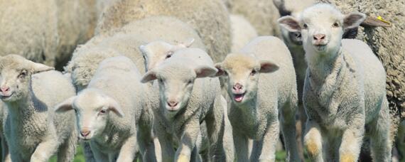 澳洲白绵羊产羔率（澳洲白绵羊产羔率高吗?）