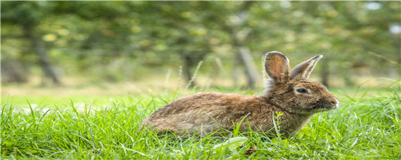 野兔冬天的生活规律 野兔子的生活规律