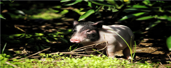 猪场常用5种消毒药 猪场最好的消毒方法,及消毒药