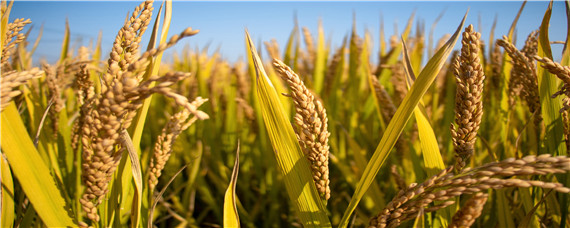 稻和麦子的区别 稻子和麦子有区别吗