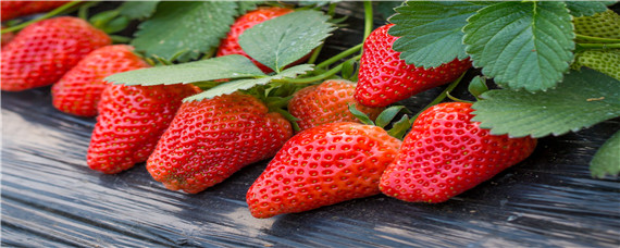 草莓白斑病的防治方法 草莓白斑病怎么防治