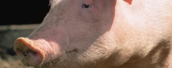 提高猪的免疫力都有哪些药 猪免疫力下降用什么药最好