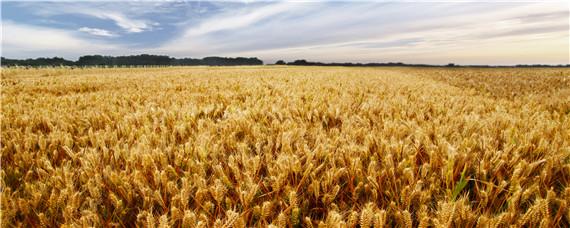 泰农108小麦种特征特性 泰农28小麦种