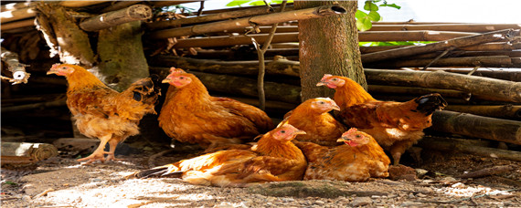 鸡舍如何预防禽流感 鸡场禽流感的防治措施
