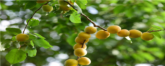 杏树叶子发黄枯萎落叶是什么原因? 杏树现在叶子发黄,落叶,是怎么回事