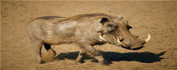 疣猪和野猪的区别 疣猪和野猪有什么区别