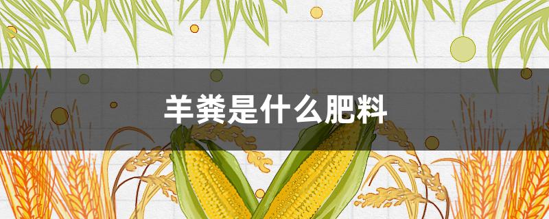 羊粪是什么肥料