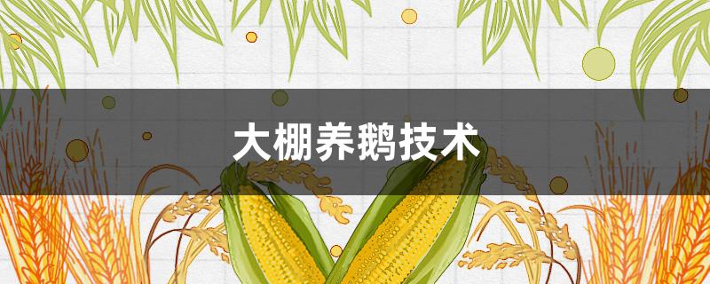 大棚养鹅技术