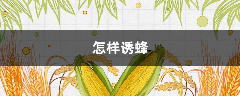 怎样诱蜂