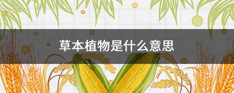 草本植物是什么意思 一年生草本植物是什么意思