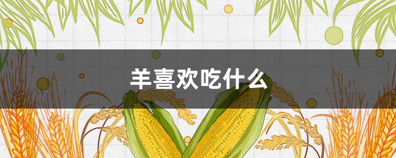 羊喜欢吃什么（羊喜欢吃什么树叶）