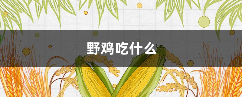 野鸡吃什么 野鸡吃什么药能晕倒