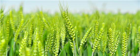 小麦最晚什么时间还可以种植（小麦几时种植）