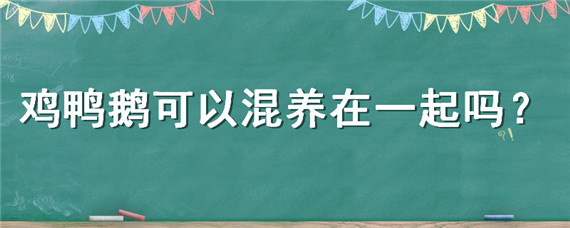 鸡鸭鹅可以混养在一起吗（家养鸡鸭鹅可以混养在一起吗）